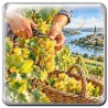 Vendanges du Muscadet