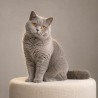 Portrait illustratif d’un chat gris aux yeux ambrés
