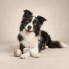 Portrait illustratif d’un border collie et de sa balle