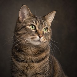 Gros plan illustratif d’un chat tigré aux yeux verts
