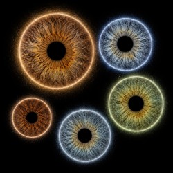 IRIS — COLLECTION CLASSIQUE