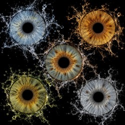 IRIS — COLLECTION CLASSIQUE
