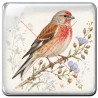 Linotte melodieuse