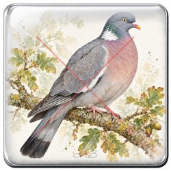 Pigeon ramier