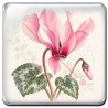 Cyclamen