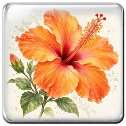 Hibiscus