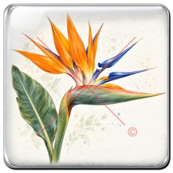 Oiseau de paradis