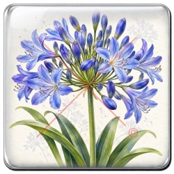 Agapanthe