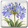 Agapanthe