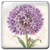 Allium