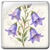 Campanule