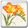 Freesia
