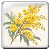 Mimosa