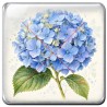 Hortensia