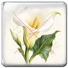 Arum