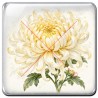 Chrysanthème