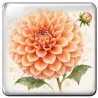 Dahlia
