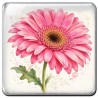 Gerbera