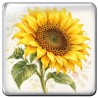 Tournesol