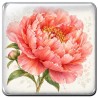 Pivoine